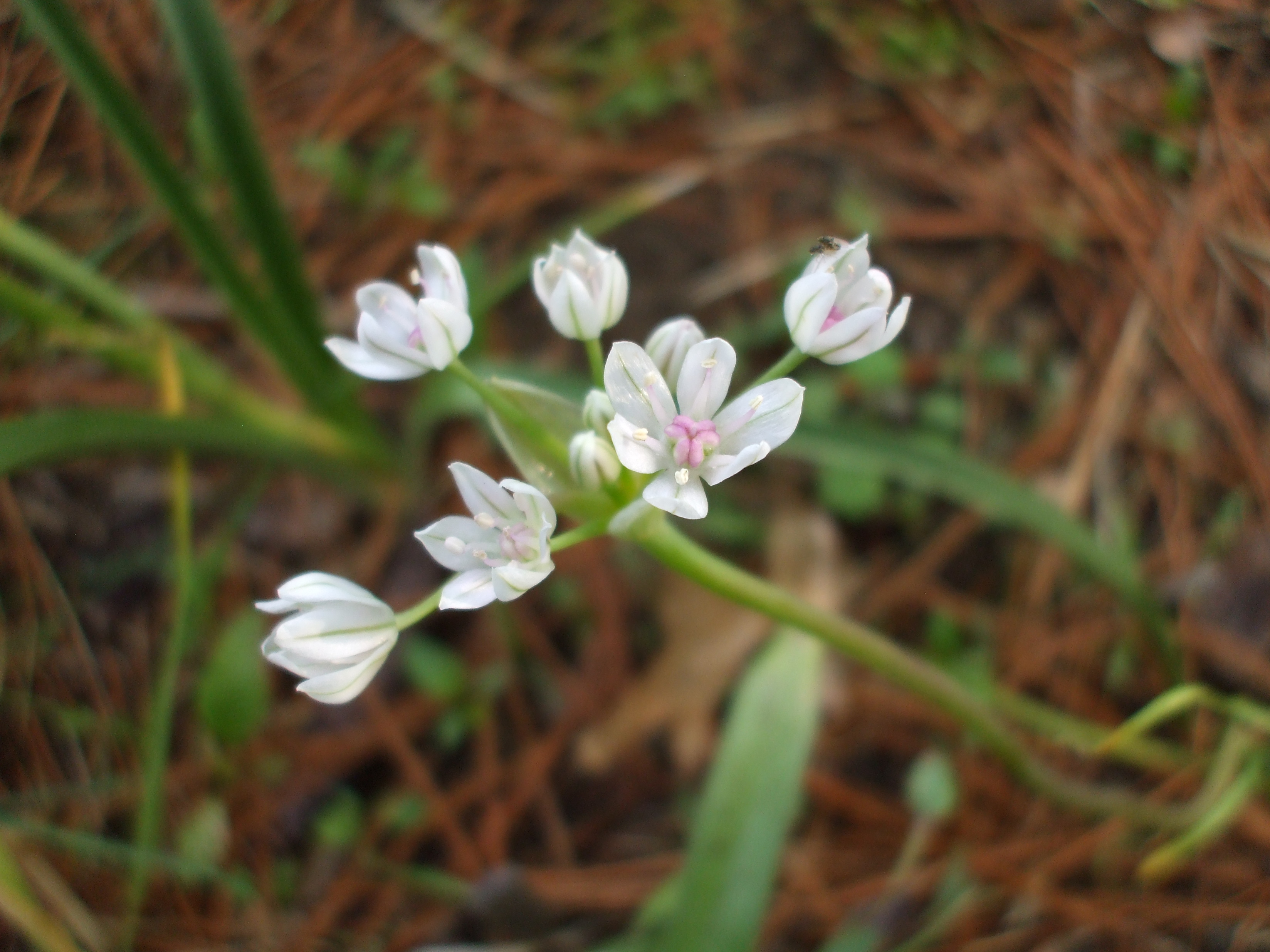 Allium hyalinum